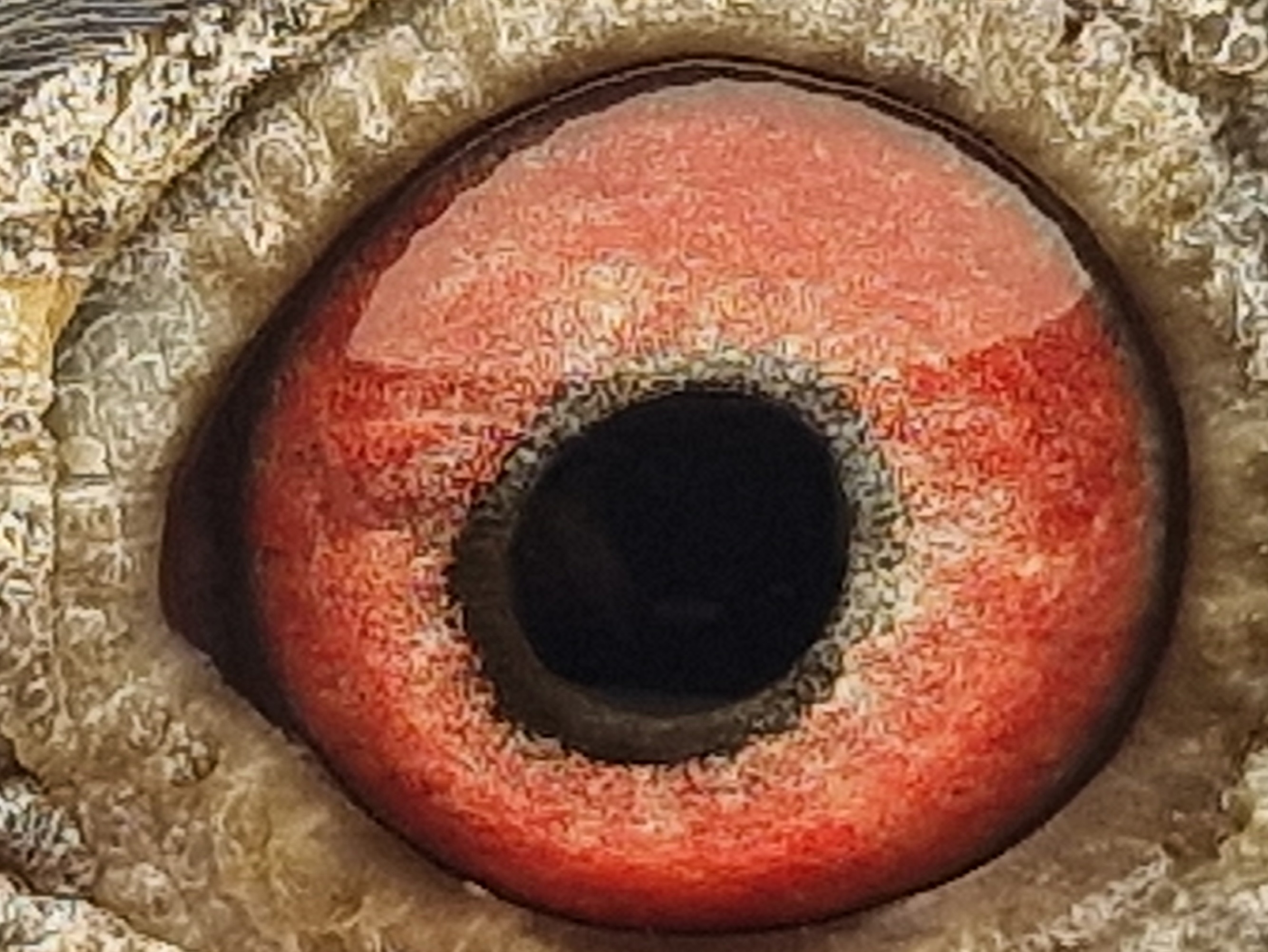 Pigeon eye